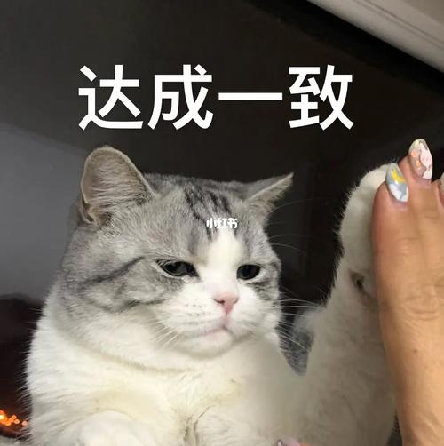 各种嫌嫌弃弃的小猫咪_猫咪_微信_表情包_美短_素材