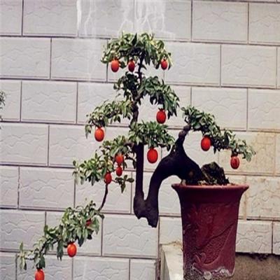 金弹子盆景批发零售-野生金弹子树