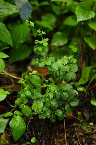 小红参,见过吗?能活血舒筋,祛瘀生新,调养气血