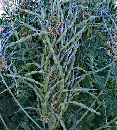 西域礼记:苦豆子苦