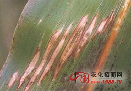 高粱大斑病