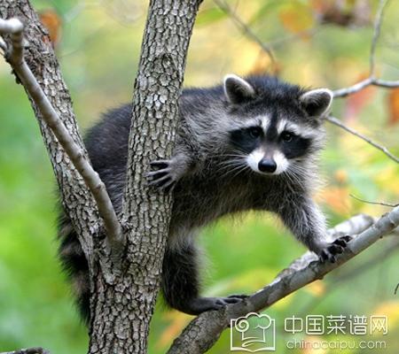 圆锥碱水白米粽