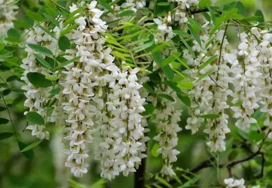 汪国生|槐花(报夏花)