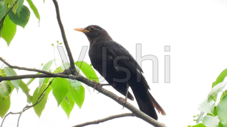 百舌鸟乌鸫叫声,真好听_1920x1080_高清视频素材下载