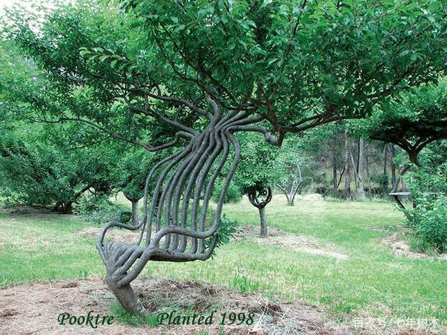 脑洞大开的造型树,哪个最有创意?哪个最有园林价值?你