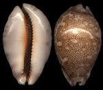 地图宝螺图片_百度百科