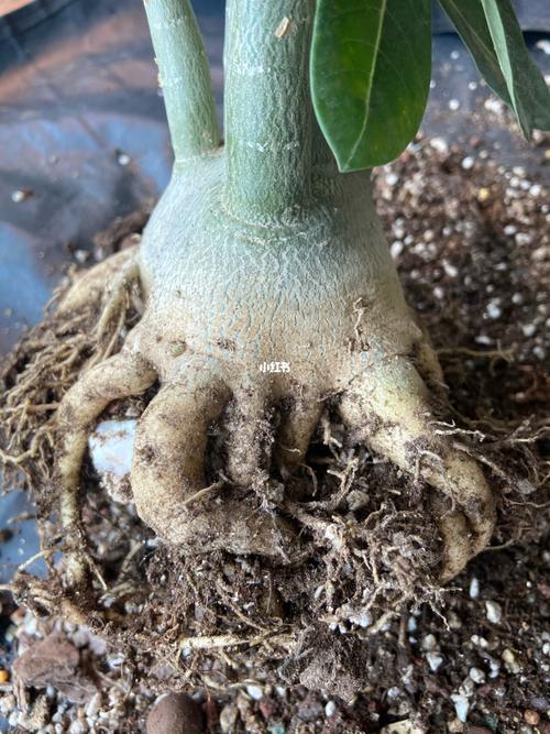 沙漠玫瑰八爪根的制作_沙漠_日记_绿植_教程_泰国_家居家装_家居装饰