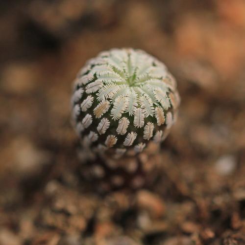 6 年 2 赤花精巧殿 实生株 实生苗 仙人球 多肉植物盆栽