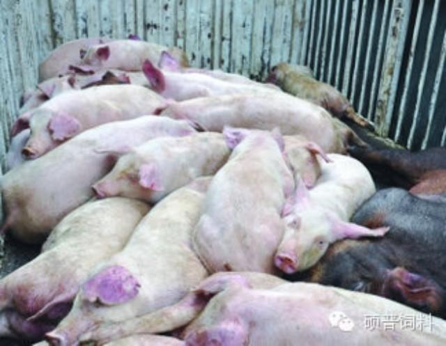 猪场夏季高发病之二猪高热病