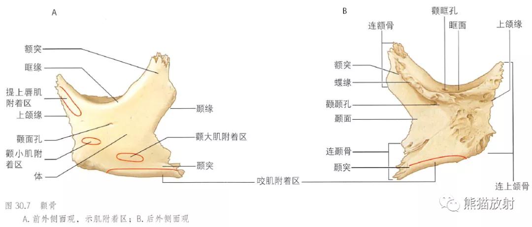 颧骨  