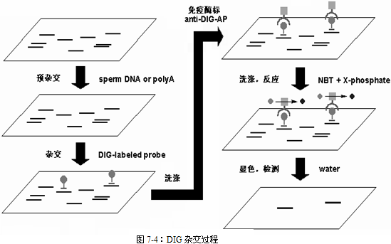 分子杂交的dna分子杂交反应