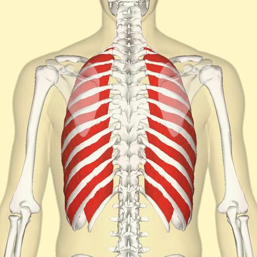 你的肋骨会动吗别笑这是个严肃的瘦身问题