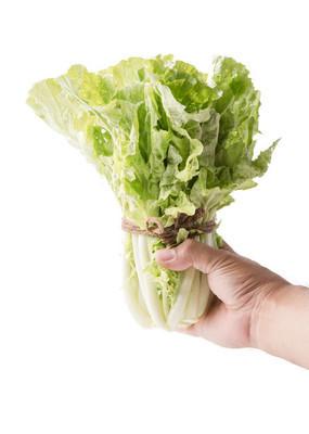 免费白菜照片相关的图片