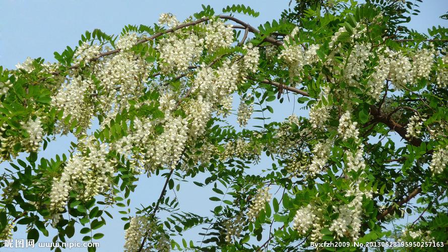 白色槐树花图片