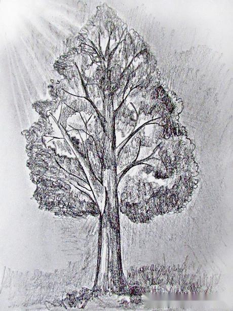 绘画练习如何用铅笔素描一棵大树附详细步骤