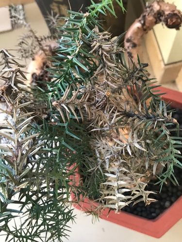 澳洲杉盆景叶子逐渐枯萎是怎么回事?求救!