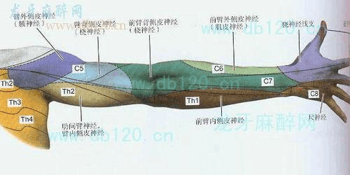 上肢神经节段支配