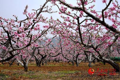 第十届徐州督公湖桃花节开幕万亩桃花迎客来