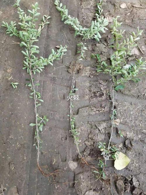 江苏小丑火棘小苗 50公分小丑火棘苗多少钱