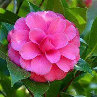 山茶花头像_微信头像图片大全