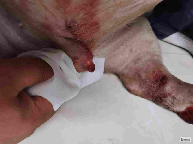 大神狗子鸡鸡流血啥情况?