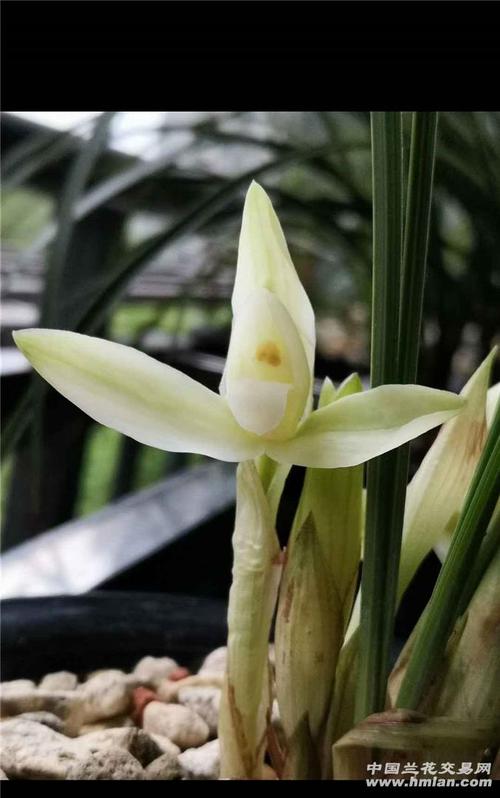 昕阳兰业——白雪冰心花开重庆