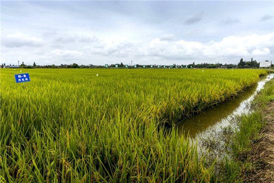 眉山稻田养鱼新模式乡村振兴一举两得