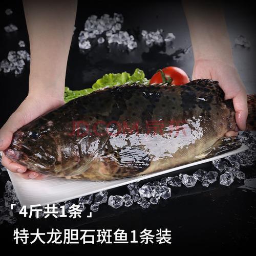 海鲜水产鲜活现杀石斑鱼当天捕捞龙胆鱼珍珠斑深夜海鱼新鲜鱼 【大只