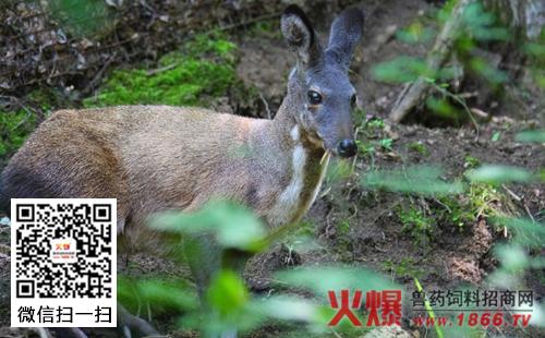 配种期母麝如何饲养配种期母麝的饲养管理介绍