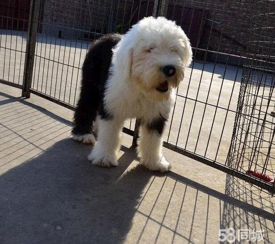 白头黑背古牧犬古代牧羊犬基地繁殖保健康保血统