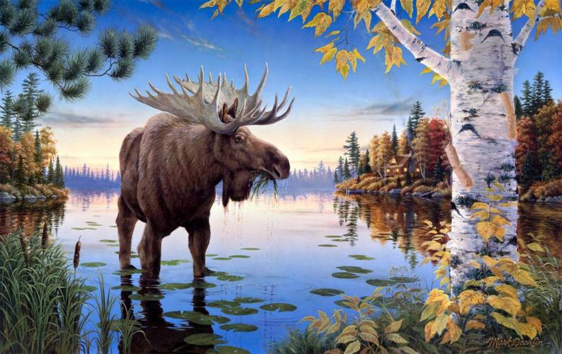 驼鹿芦苇画松陛下湖房子桦木马克林林秋天森林绘画壁纸