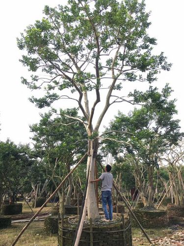 植物分类大乔木