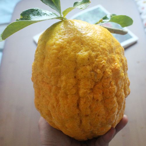 云南新鲜水果新鲜香橼香橼果新鲜香橼香橼佛手香园香橼干片1斤