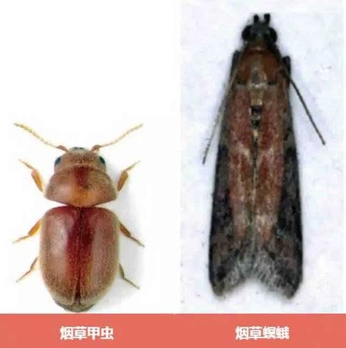 嘿!说点跟虫子有关的事儿吧