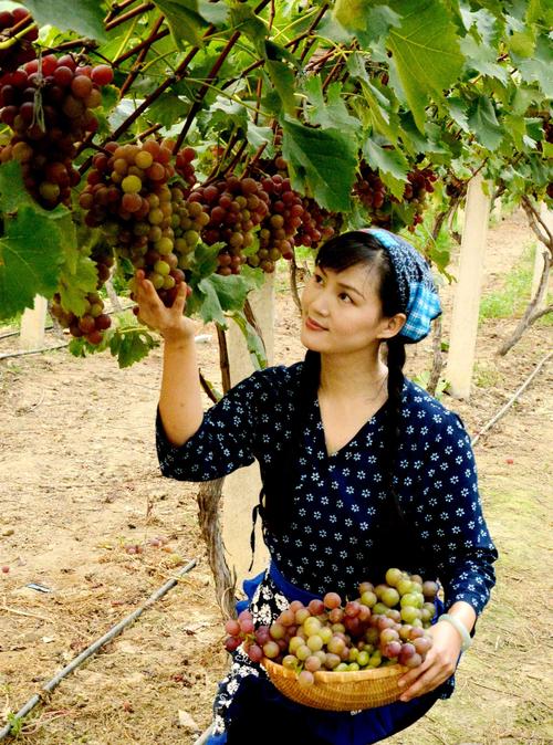 村姑摘葡萄