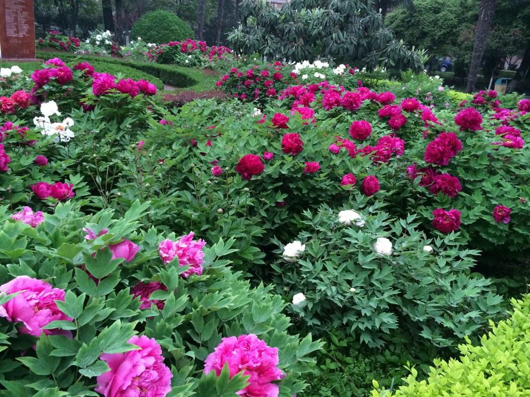 中国牡丹园