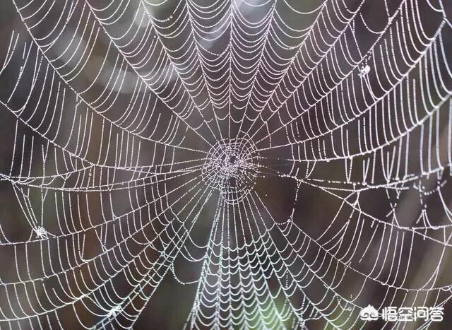 农村墙壁上的蜘蛛窝可以用来做什么呢?大家知道它的妙用吗?