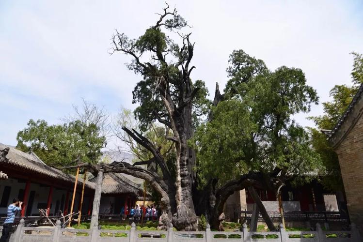 【嵩阳书院将军柏】