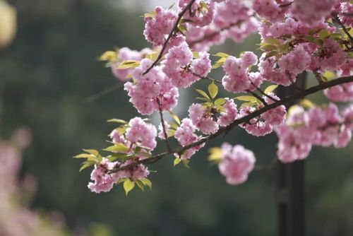 校园樱花组图