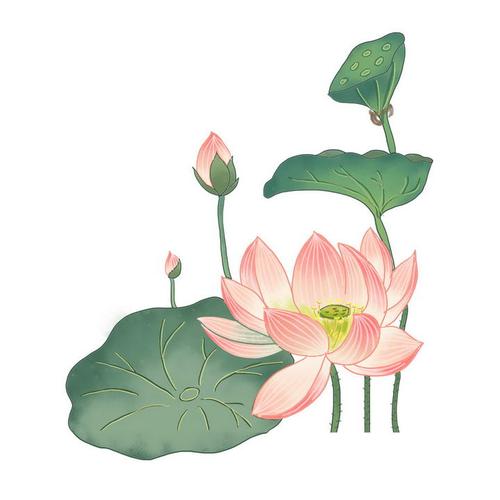 彩色手绘简约风格夏天里的荷花荷叶和莲蓬图片免抠素材