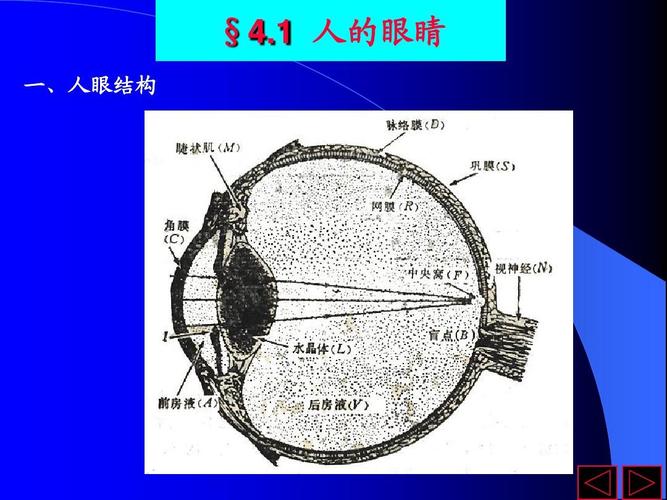 1 人的眼睛 一,人眼结构