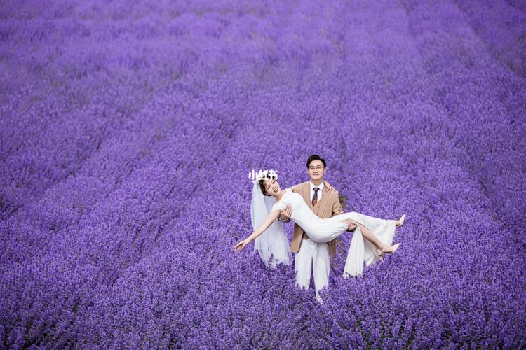 拉萨薰衣草庄园|西藏婚纱照_婚纱照_西藏_庄园_浪漫_贝拉自由行热门