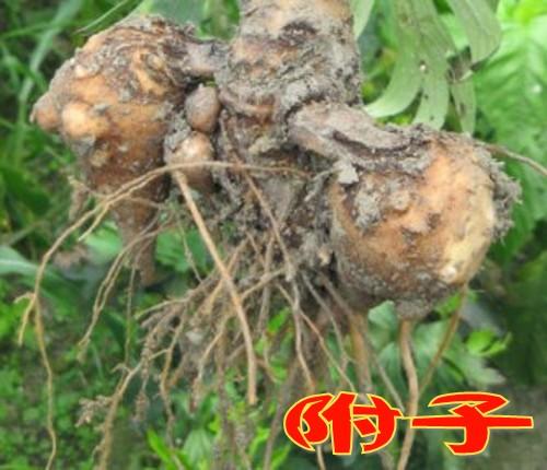 川乌,草乌及附子的功效有哪些?