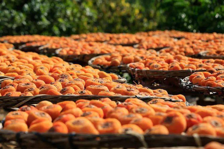 【恭城柿子】每周五晚:红岩村探秘万亩柿林,兴坪漓江赏晚景,慢游阳朔