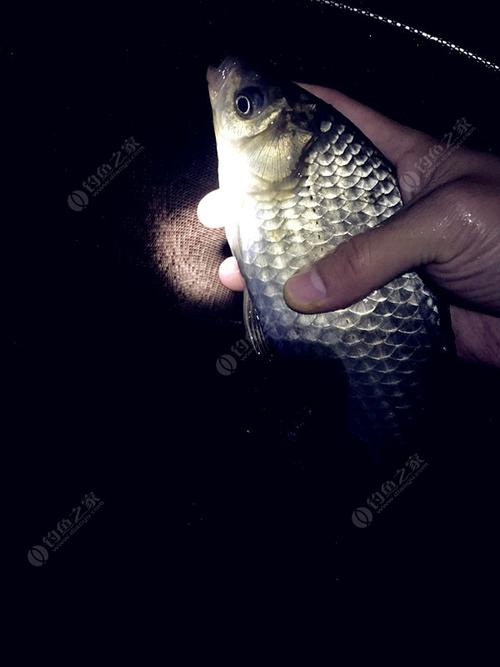 魂牵梦绕锥石口水库,夜钓归来鲫鱼鱼口很给力~! - 钓鱼之家