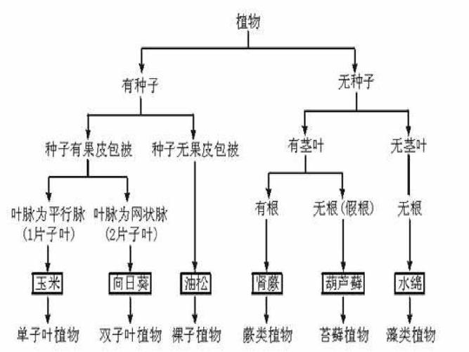 第63页 (共63页,当前第63页) 你可能喜欢 裸子植物分类 裸子植物的