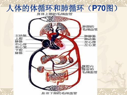 人体的体循环和肺循环(p70图)