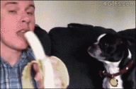 [幼熊baby犯困打瞌睡的样子