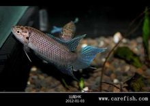 缤边婆,学名叫盖斑斗鱼(macropodus opercularis)
