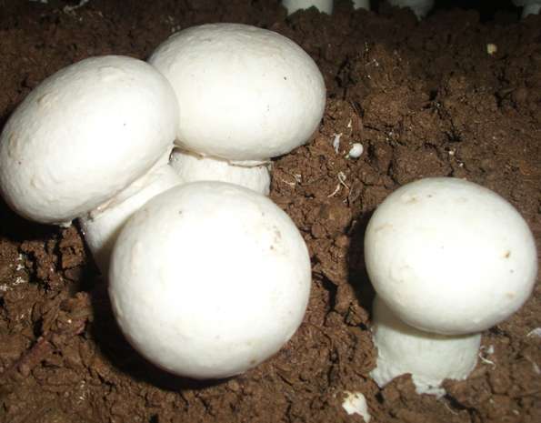 供应鲜蘑菇新鲜双孢菇